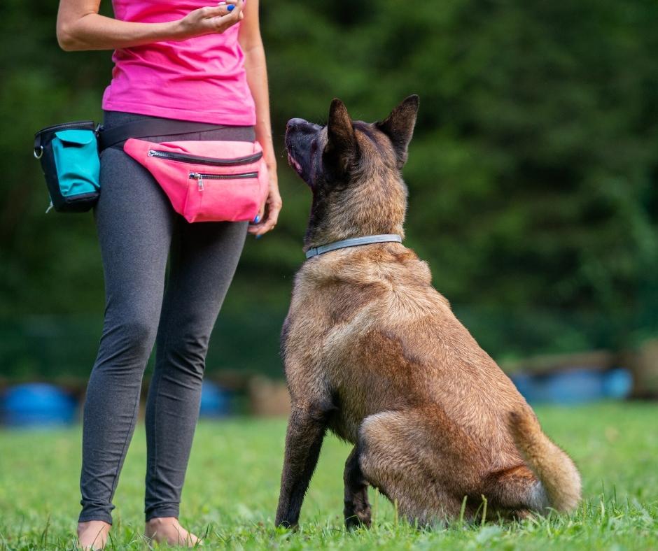 dog training